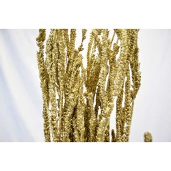 Dried African Bud Gold Painted (Limited Stock)