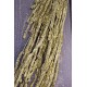 Dried African Bud Gold Painted (Limited Stock)