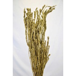 Dried African Bud Gold Painted (Limited Stock)