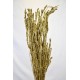 Dried African Bud Gold Painted (Limited Stock)