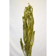 Dried African Bud Green (limited stock)