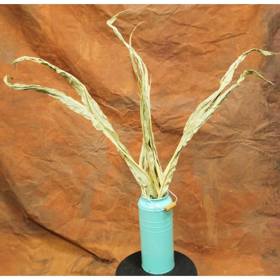 Dried Corn Maize Foliage Leaves