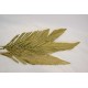 Cut Palm Frond Leaves - Natural
