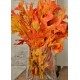 Dried Autumn Oak Leaves (1 LB Preserved leaves) Dried Autumn Oak Leaves (1 LB Preserved leaves)