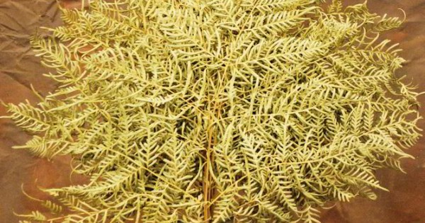 Dried Bracken Fern - Preserved Ferns