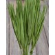 Dried Palm Leaf Bunch - Bulb Foliage