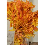 Preserved Mango Oak Leaves (1 LB dried leaves)