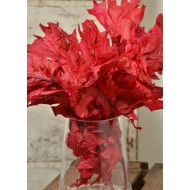 Preserved Red Oak Leaves (1 LB dried leaves)