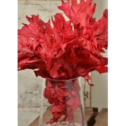 Preserved Red Oak Leaves (1 LB dried leaves)