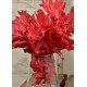 Preserved Red Oak Leaves (1 LB dried leaves)