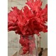 Preserved Red Oak Leaves (1 LB dried leaves) Preserved Red Oak Leaves (1 LB dried leaves)
