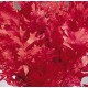 Preserved Red Oak Leaves (1 LB dried leaves)