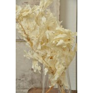 Preserved White Oak Leaves (1 LB dried leaves)