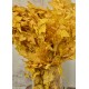 Preserved Yellow Leaves (1 LB dried leaves)
