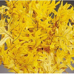 Preserved Yellow Leaves (1 LB dried leaves)