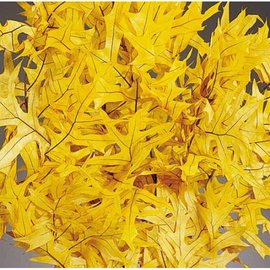 Preserved Yellow Leaves (1 LB dried leaves) Preserved Yellow Leaves (1 LB dried leaves)