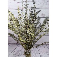 Preserved Eucalyptus Branches - Basil Green