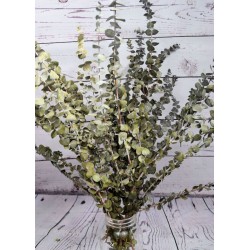 Preserved Eucalyptus Branches - Basil Green