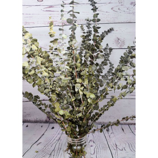 Dried Silver Dollar Eucalyptus, Dried Flowers, Dried Greenery, Dried Leaves