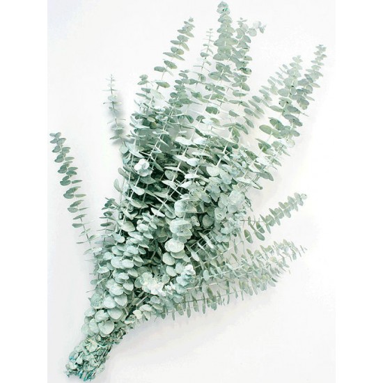 Preserved Eucalyptus Branches and Leaves - Pastel White