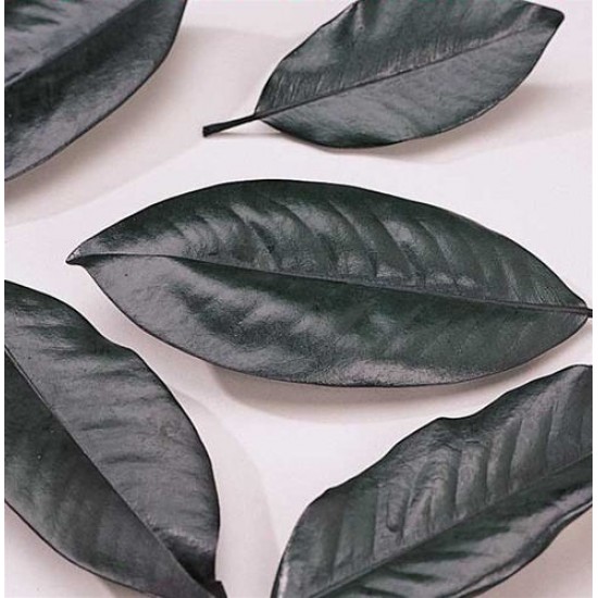 Magnolia Leaves - 200 leaf Bulk Box