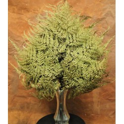 Dried Maiden Hair Fern