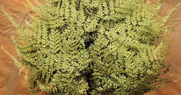 Dried Maiden Hair Fern - Preserved Ferns