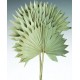 Dried Sun Palm Leaf Fans