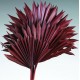 Dried Sun Palm Leaf Fans