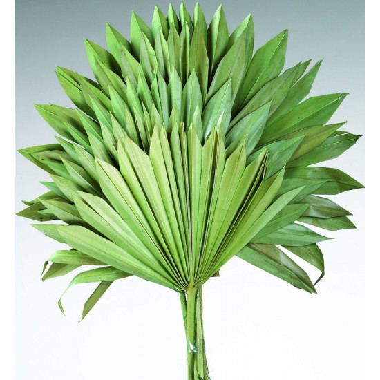 Dried Sun Palm Leaf Fans