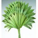 Dried Sun Palm Leaf Fans