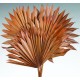 Dried Sun Palm Leaf Fans