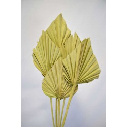 Dried Cut Spear Palm Fronds