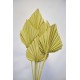 Dried Cut Spear Palm Fronds