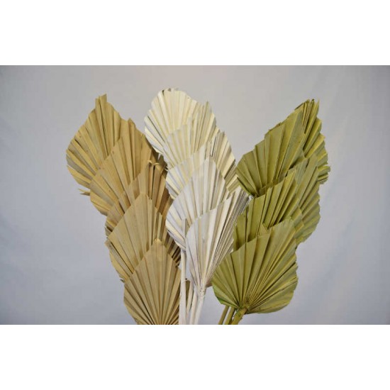 Dried Cut Spear Palm Fronds