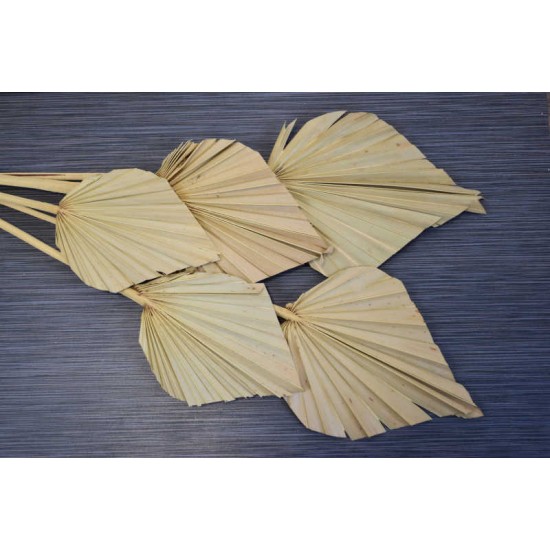 Dried Cut Spear Palm Fronds Dried Cut Spear Palm Fronds