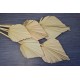 Dried Cut Spear Palm Fronds Dried Cut Spear Palm Fronds