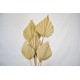 Dried Cut Spear Palm Fronds