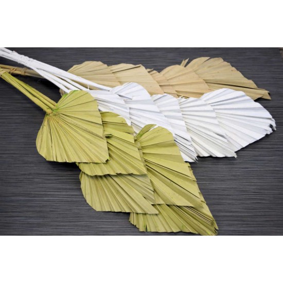 Dried Cut Spear Palm Fronds Dried Cut Spear Palm Fronds