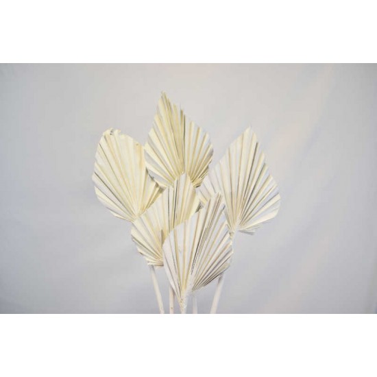 Dried Cut Spear Palm Fronds Dried Cut Spear Palm Fronds