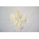 Dried Cut Spear Palm Fronds Dried Cut Spear Palm Fronds