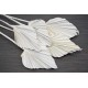 Dried Cut Spear Palm Fronds Dried Cut Spear Palm Fronds