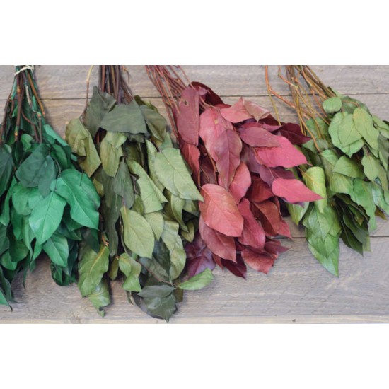 Preserved Lemon Leaf (Salal) Preserved Lemon Leaf (Salal)