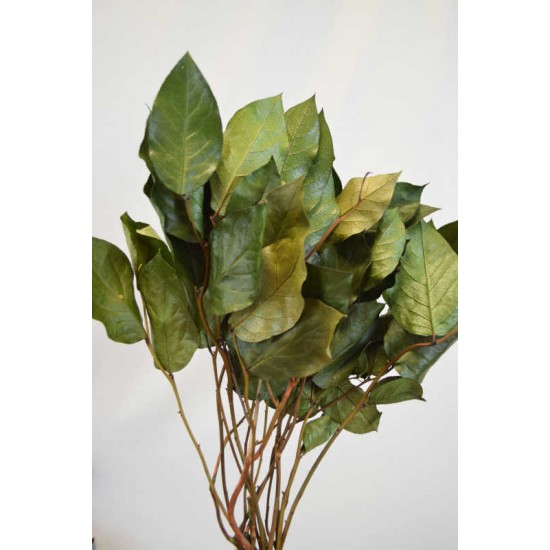 Preserved Lemon Leaf (Salal) Preserved Lemon Leaf (Salal)
