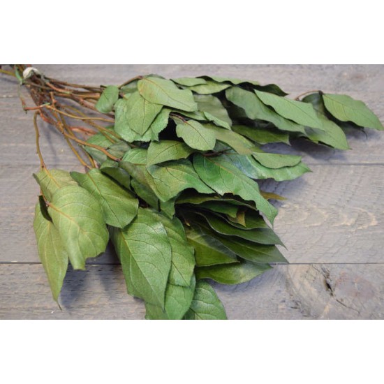 Preserved Lemon Leaf (Salal)