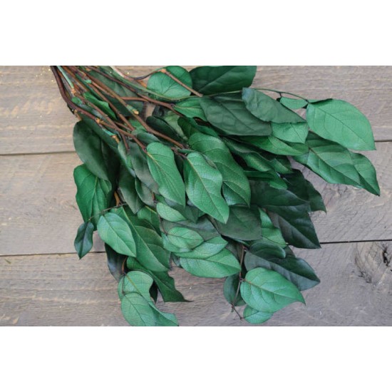 Preserved Lemon Leaf (Salal) Preserved Lemon Leaf (Salal)