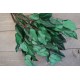 Preserved Lemon Leaf (Salal) Preserved Lemon Leaf (Salal)