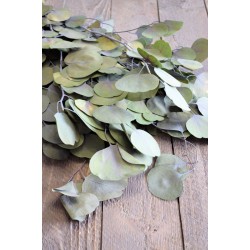 Dried Silver Dollar Eucalyptus - Kiwi Green