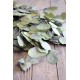 Dried Silver Dollar Eucalyptus - Kiwi Green