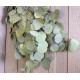 Dried Silver Dollar Eucalyptus - Kiwi Green